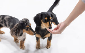 ワンちゃんの撮影・新商品のドッグフードのイメージ撮影